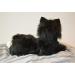 Joy For All Robotic Reclining Tuxedo Cat - Stuffed Animal Therapy for Memory Loss & Caregivers - Buy Online on GoSupps.com