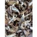 King Oyster/ White Elf Shredded Gourmet Wild Dried Mushrooms (Pleurotus Cystidiosus) 40g The Lincolnshire Mushroom Co. - Buy Online on GoSupps.com