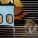 Rabbit Hay Feeder Bag Guinea Pig Hay Feeder Storage Racks 600d Oxford Cloth Fabric Hanging Feeding Hay for Hamsters Bunny Small Animals (Blue) - Buy Online on GoSupps.com