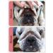 Shop GJYC PET Folding Care Set for Bulldogs & Pugs | Wrinkle & Tear Stain Cleaning Towels Balm & Care Essentials - 1 oz + 120 Count - Buy Online on GoSupps.com