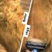 JJYPET 2 in 1 Pet Undercoat Rake for Deshedding & Dematting - Dog Cat Grooming Tool - Shedding Comb for Large Small Dogs Cats - Long/Short Hair Remover - Blue - Buy Online on GoSupps.com