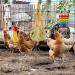 10PCS Chicken Toys: Xylophone, Bridge Swing, Pecking, Mirror, Vegetable Feeder for Hens - Buy Online on GoSupps.com