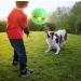 BOPELMALLS 2023 New Pet Toy Flying Saucer Ball Flying Saucer Ball Dog Toy Pet Toy Flying Saucer Flying Saucer Dog Toy Pet Flying Saucer Ball Flying Saucer Ball for Dog Green-6Light - Buy Online on GoSupps.com