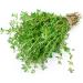 Thyme Herb Tea | Thymus Serpyllum L | Thym Herbe Tisane | Health Embassy (50g) - Buy Online on GoSupps.com