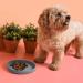 NE & NO Food Bowl for Small Dogs & Puppies - Silicone Wide Design for Dry & Wet Food - Travel & Camping Bowl (Steel Blue) - Buy Online on GoSupps.com