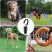 2pcs Dog Whistle - Dog Training Clickers - Combined Clicker and Whistle - Dog Training Whistle - Dog Clicker - Dog Training Clickers with Wrist Strap For dog training - Buy Online on GoSupps.com