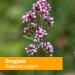 Herb Pharm Oregano Spirits 1 oz - Premium Herbal Extract for Immune Support - Buy Online on GoSupps.com