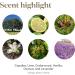 Young Living Roll-On Stress Away 10ml Essential Oil - Lavender & Lime - Ultimate Relaxation & Stress Relief - Buy Online on GoSupps.com