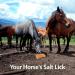 Himalayan Nature Licking Salt for Horses - 2 Pack Pink | Natural Mineral Supplement - Buy Online on GoSupps.com