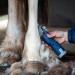 Lister Eclipse Cordless Horse Clipper Cordless Equine Clipper Professional Animal Clipping Clippers for Horses & Cattle Farm Supplies Lightweight Low Vibration Medium Duty Clipping - Buy Online on GoSupps.com