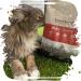 Venandi Animal Premium Cat Food Chicken with Plenty of Fresh Poultry Dry Food Grain-Free Pack of 1 (1 x 300 g) Chicken 300 g (Pack of 1) - Buy Online on GoSupps.com