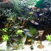 Harz Hai-Warnschild Fish Tank Ornament - Funny Aquarium Decoration & Landscape for Underwater & Fish Pond (White) - Buy Online on GoSupps.com
