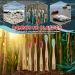 BPA Free Bamboo Charcoal Toothbrushes - Eco-Friendly 6 Pack | Biodegradable Soft Bristles for Dental Hygiene & Gum Care - Buy Online on GoSupps.com