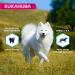 EUKANUBA Grain Free Dog Food Adult Small and Medium Breeds Rich in Fish 12kg - Buy Online on GoSupps.com
