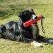 Procyon Retrieving Dummy TPR - Highly Visible Large Dog Dummy | Soft Hygienic Red Rubber for Training & Fetch - Buy Online on GoSupps.com