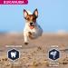 Eukanuba Dog Dry Food Jack Russell Chicken 2kg - Buy Online on GoSupps.com