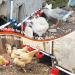 Ayakol Automatic Chicken Waterer System DIY Poultry Pipe Water Feeder Set Include 8 Chicken Water Cups Coop Automatic Clean Waterer Suitable for Chicken Duck Quail Pigeon Large - Buy Online on GoSupps.com