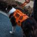 Oneigris Bolt Short Guide Dog Leash 30cm | Reflective Nylon Tiger Tooth Clip Soft Upholstery | Ideal for Medium & Large Dogs | Orange - Buy Online on GoSupps.com