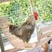 KATUMO Chicken Swing & Perch Toy for Coop - Natural Wood Ladder for Birds, Parrots - 44.09'' Length - Buy Online on GoSupps.com