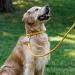 Collardirect Round Leather Dog Collar - Handmade Softly Padded Adjustable for Dogs & Cats (48-53 cm) - Available in Black Pink Red Purple Blue Yellow - Buy Online on GoSupps.com