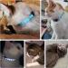 Onebarleycorn Cat Neck Bands - Safety Lock Collars with Bells & Reflective Design | 12-Piece Set for Cats - Buy Online on GoSupps.com