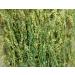 Meliot Sweet Clover Herb Tea | Melilotus Officinalis L | M lilot Officinal Herbe Tisane | Health Embassy (50g) - Buy Online on GoSupps.com