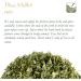 Melilot Blue Organic Herb - blue fenugreek - Meliloti coerulea Trigonella caerulea - Buy Online on GoSupps.com