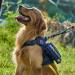 Oneigris Tactical Dog Harness - Fire Watcher Safety Vest for Service Dogs - No-Pull Design 1000D Nylon Large Blue - Buy Online on GoSupps.com
