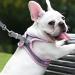 Buy Giapinst No-Pull Dog Harness for Small Dogs - Adjustable Breathable Mesh & Reflective Stripes - Medium Size (L Pink & Gray) International Shipping Available - Buy Online on GoSupps.com