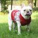 Cozy Christmas Dog Sweater | Winter Knit with Snowflake & Reindeer Design | Perfect Holiday Gift for Pets - XS Size - Buy Online on GoSupps.com