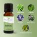 Plant Therapy Respir Aid Essential Oil Blend 100 mL - 100% Pure Sinus & Airway Support | Natural Aromatherapy Congestion Relief - Buy Online on GoSupps.com