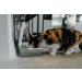 Cat Mate Timed Automatic Feeder Two bowl feeder - Buy Online on GoSupps.com