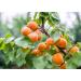 Dried Apricots 1lb - Kosher & Vegan - Product of Turkey - Bulk Purchase - Buy Online on GoSupps.com