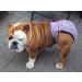 Glenndarcy Dog Diapers for French Bulldogs - No Tail Hole - Dotty Pink Large with 2 Washable Pads - Buy Online on GoSupps.com
