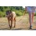 IDC Color & Gray Rubberized Leash - 20mm x 2m Without Loop | Durable Stylish Orange-Gray Dog Leash for International Shipping - Buy Online on GoSupps.com
