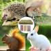 Hand-Woven Barley Ears Rabbit Grass Mat | Edible Stuff for Rabbits Guinea Pigs & Hamsters | 4 Pieces with Rose Ringflower & Forget-Me-Not Sticks - Buy Online on GoSupps.com