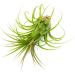 10 Ionantha Tillandsia Air Plants 2-3.5 Inches | Live Tropical House Plants for Home Decor & Terrariums - Buy Online on GoSupps.com