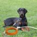 Buy Tie-Out Leashes for Dogs - Durable 3/6/9/15m Yard Leashes in Orange | Perfect for Outdoor Use - Buy Online on GoSupps.com