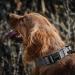 OneTigris Dog Collar with Metal Buckle for Dogs - Durable Grey LL Dog Collar for Ultimate Comfort & Style - International Shipping Available - Buy Online on GoSupps.com