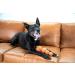 Outward Hound 8-Pack Squeaker Ballz Tennis Toys for Dogs | Small Squeaker Balls for Fetching | Interactive Dog Toys - Buy Online on GoSupps.com