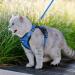Rabbitgoo Cat Dishes & Soft Harness Set - Premium Cat Breastware for Safe Outings | International Shipping - Buy Online on GoSupps.com