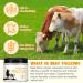 Beef Tallow and Honey Cream for Skin Moisturizer Creams Whipped Tallow Cream for Smooth Nourishing Face & Body Natural Beef Tallow Balm for Skin Care Beef Tallow Butter and Honey Balm 2 OZ 2 Fl Oz (Pack of 1) - Buy Online on GoSupps.com