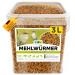 Flourworms dried premium insect snack birds fish turtles rodents hedgehogs reptiles bird feed wild birds all year round.