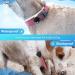 Cloudvalley Airtag Dog Collar - IPX8 Waterproof GPS Tracker for Apple Airtags - Lightweight Easy Install Anti-Loss Cover for Dogs & Cats - Buy Online on GoSupps.com