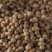 Buy Bremer Gew rzhandel Whole Coriander Seeds - 750g for Cooking & Baking | International Shipping - Buy Online on GoSupps.com