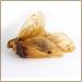 Prideedog's cattle ears with shell 5 pieces The Premium Kausnack for your dog |100% beef from German productionIn the odor -neutral bag |Chewing article