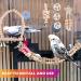 9-Piece Bird Toys Set | Parrot & Budgie Accessories | Cage Rocking Toys & Wooden Platforms for Finches & Lovebirds - Buy Online on GoSupps.com