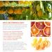 Healing Solutions Grapefruit Essential Oil 60ml - 100% Pure Natural Aromatherapy - International Shipping Available - Buy Online on GoSupps.com