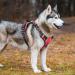 Buy Heele Dog Crockery & Adjustable Reflective Breast Harness - Anti-Train Running Harness with Lockable Snap Lock Red Size L (43-86cm) - International Shipping Available - Buy Online on GoSupps.com