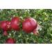 POMEGRANATE || FPG4U || SWEET || HEALTHY SNACKS || 2 PIECES - Buy Online on GoSupps.com